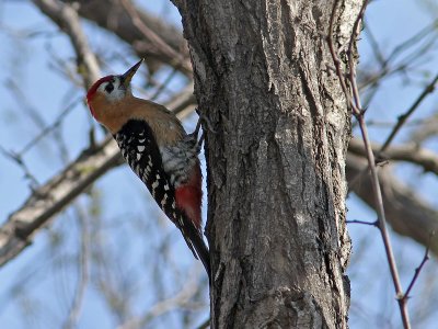 Rostbukig spett - Rufous-bellied Woodpecker (Dendrocopos hyperythrus)