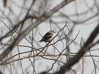 Amurstare - Daurian Starling (Sturnus sturninus)