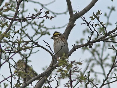 Gulbrynad sparv - Yellow-Browed Bunting (Emberiza chrysophrys)