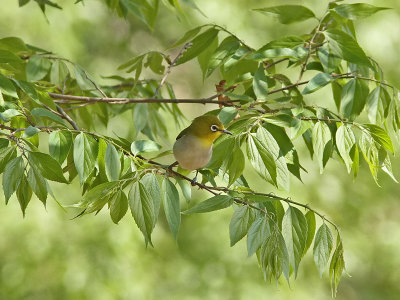 Japansk glasögonfågel - Japanese White-eye (Zosterops japonicus)