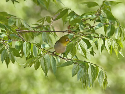 Japansk glasgonfgel - Japanese White-eye (Zosterops japonicus)