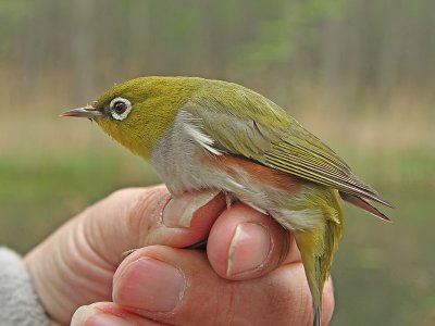 Brunsidig glasgonfgel - Chestnut-flanked White-eye (Zosterops erythropleurus)