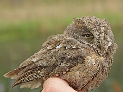 Orientdvrguv - Oriental Scops-Owl (Otus sunia)