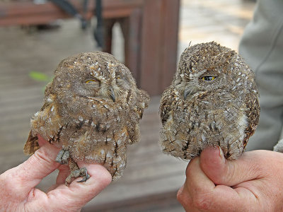 Orientdvrguv - Oriental Scops-Owl (Otus sunia)