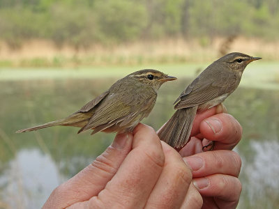 Raddes warbler and Dusky warbler