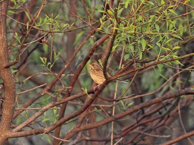 Gråhuvad sparv - Black-faced Bunting (Emberiza spodocephala)