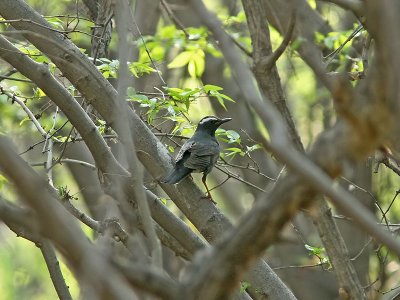 Sibirisk trast - Siberian Thrush (Zoothera sibirica)