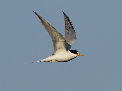 Småtärna - Little Tern (Sterna albifrons)