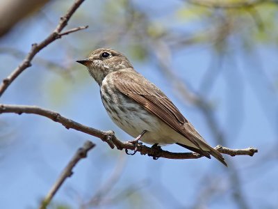 Streckad flugsnappare - Grey-streaked Flycatcher (Muscicapa griseisticta)