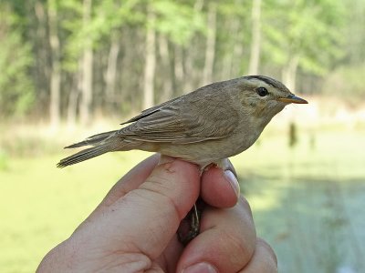 Svartbrynad rrsngare - Black-browed Reed-warbler (Acrocephalus bistrigiceps)