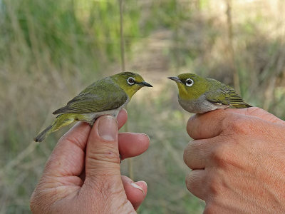 Japanese White-eye compared with a female Chestnut-flanked White-eye