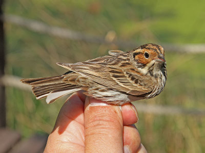 Dvrgsparv - Little Bunting (Emberiza pusilla)