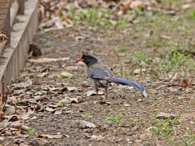 Rödnäbbad blåskata - Red-billed Blue Magpie (Urocissa erythrorhyncha)