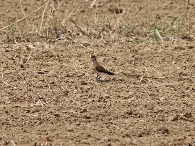 Orientvadarsvala - Oriental Pratincole (Glareola maldivarum)