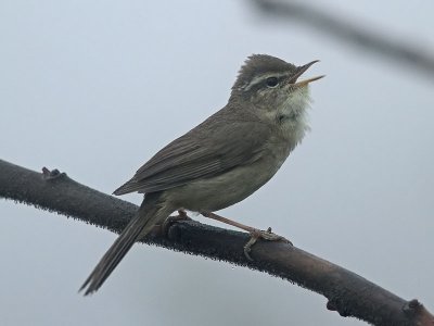 Gulstreckad sångare - Yellow-streaked Warbler (Phylloscopus armandii)