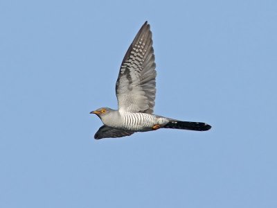 Gök - Common Cuckoo (Cuculus canorus)