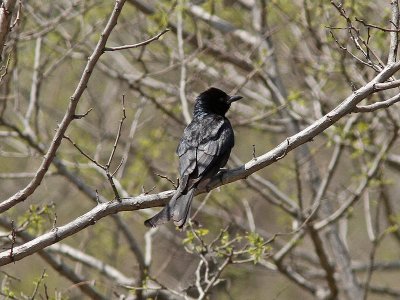 Svart Drongo - Black Drongo (Dicrurus macrocercus)