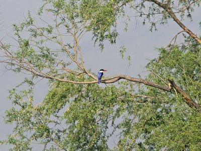 Svarthuvad kungsfiskare - Black-capped Kingfisher (Halcyon pileata)