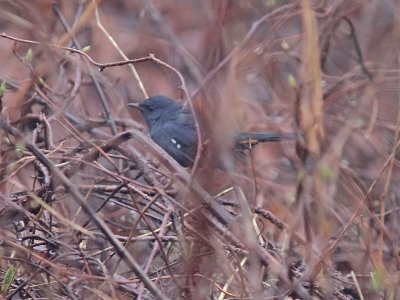 Vitbukig rödstjärt - White-bellied Redstart (Hodgsonius phaenicuroides)