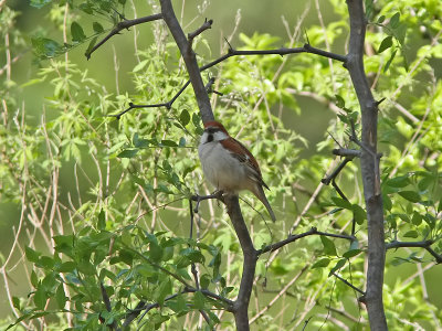 Kanelsparv - Russet Sparrow (Passer rutilans)