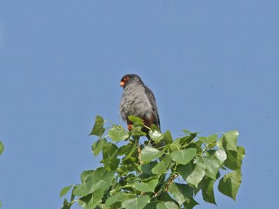 Amurfalk - Amur Falcon (Falco Amurensis)