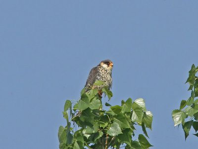 Amurfalk - Amur Falcon (Falco Amurensis)