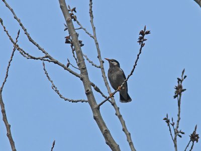 Gråstare - White-cheeked Starling (Sturnus cineraceus)