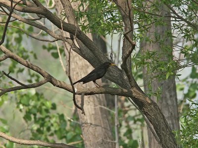 Mandarintrast - Chinese Blackbird (Turdus merula mandarinus)