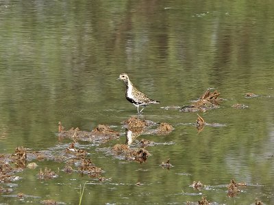 Sibirisk tundrapipare - Pacific Golden Plover (Pluvialis fulva)