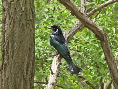 Lyrdrongo - Hair-crested Drongo (Dicrurus-hottentottus)