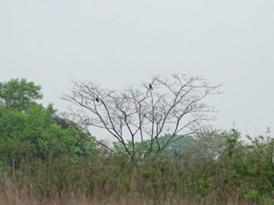 Rödnäbbad blåkråka - Dollarbird (Eurystomus orientalis)