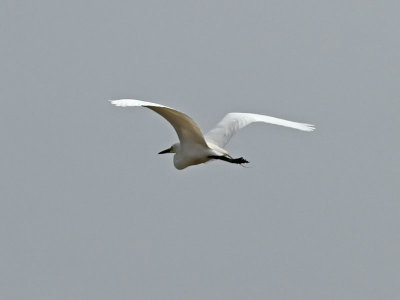 Mellanhäger - Intermediate Egret (Ardea intermedia)