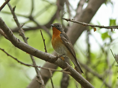 Mugimakiflugsnappare - Mugimaki Flycatcher (Ficedula mugimaki)