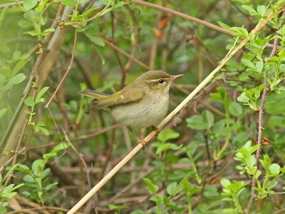 stlig kronsngare - Eastern Crowned Warbler (Phylloscopus coronatus)