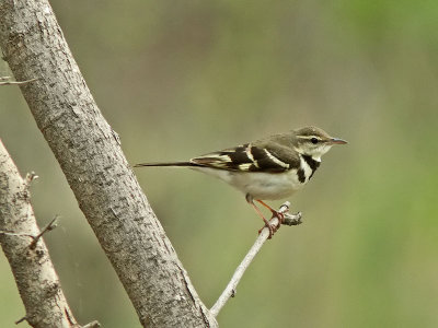 Trädärla - Forest Wagtail (Dendronanthus indicus )
