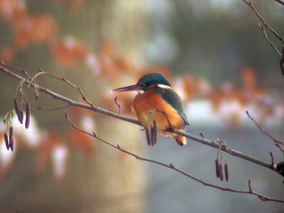 Kungsfiskare - Common Kingfisher (Alcedo atthis)