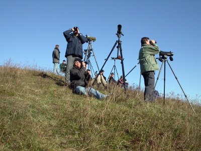 Steppe Eagle, twitchers