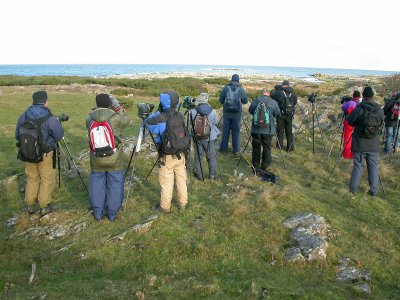 European Shag, twitchers