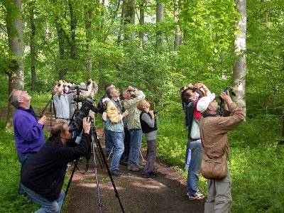 Short-toed Treecreeper 2003, twitchers