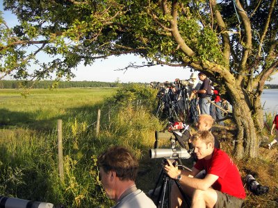 Stilt Sandpiper, twitchers