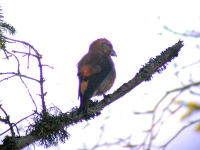 Strre korsnbb - Parrot Crossbill (Loxia pytyopsittacus)
