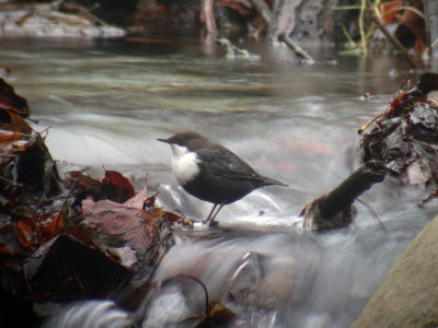 Strömstare - Dipper (Cinclus cinclus)