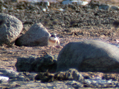 kenpipare - Greater Sand Plover (Charadrius leschenaultii)