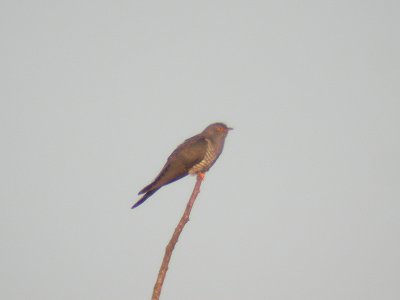 Gök - Common Cuckoo (Cuculus canorus)