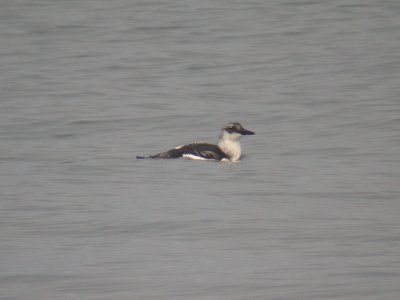 Tobisgrissla - Black Guillemot (Cepphus grylle)