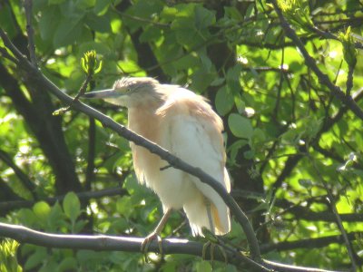 Rallhger - Squacco Heron (Ardeola ralloides)