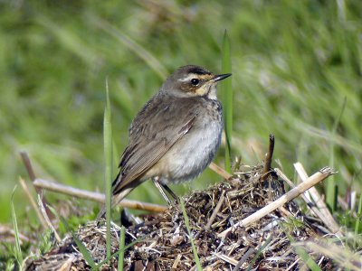Blåhake - Bluethroat (Luscinia svecica)