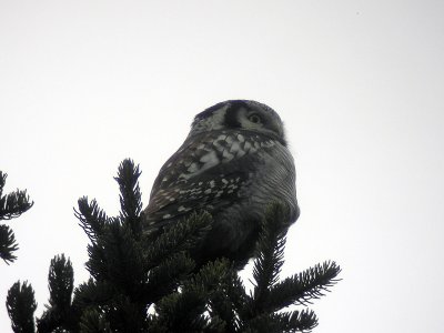Hökuggla - Northern Hawk Owl (Surnia ulula)