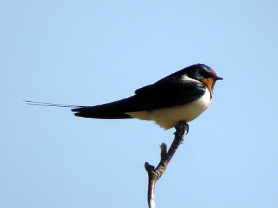 Ladusvala - Barn Swallow (Hirundo rustica)