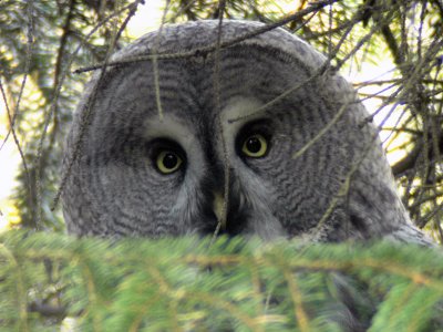 Lappuggla - Great Grey Owl (Strix nebulosa)